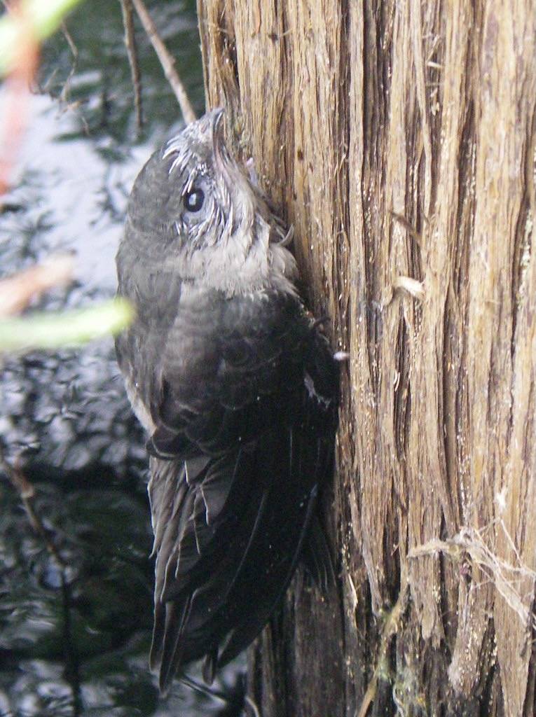 Chimney Swift by BethanyHarvey is licensed under